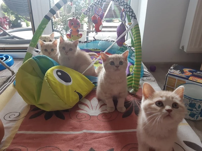 Vymazlená britská krémová koťátka s PP